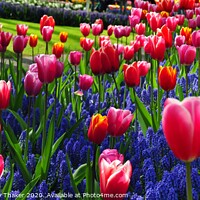 Buy canvas prints of A group of attractive pink and purple flowers in the Keukenhof ornamental garden by PhotOvation-Akshay Thaker