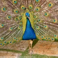 Buy canvas prints of Beautiful Peacock with it feathers all spread out  by PhotOvation-Akshay Thaker