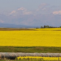 Buy canvas prints of A very large prominent yellow colored canola field by PhotOvation-Akshay Thaker