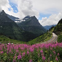 Buy canvas prints of The purple flowers in glacier national park by PhotOvation-Akshay Thaker
