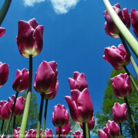Buy canvas prints of Bug eye view of purple Tulips in Keukenhof Garden.  by PhotOvation-Akshay Thaker