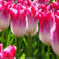 Buy canvas prints of Wonderful close up of a beautiful pink Tulips in Keukenhof Garden by PhotOvation-Akshay Thaker