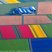 Buy canvas prints of Aerial view of colorful Tulip fields in Holland.  by PhotOvation-Akshay Thaker
