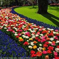Buy canvas prints of An attractive pink and purple flowers bed in the Keukenhof ornamental garden by PhotOvation-Akshay Thaker