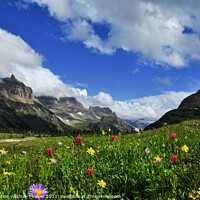 Buy canvas prints of A colorful wild flowers valley Logan Pass, Montana by PhotOvation-Akshay Thaker