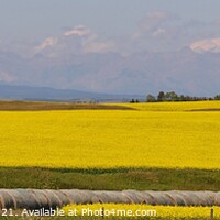 Buy canvas prints of A large Very prominent yellow color canola field panorama by PhotOvation-Akshay Thaker