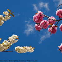 Buy canvas prints of Springs in the sky. Pink and white cherry blossom  by PhotOvation-Akshay Thaker