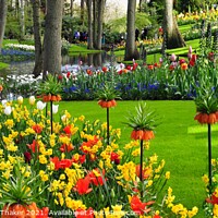 Buy canvas prints of Keukenhof Netherlands ornamental flower Garden by PhotOvation-Akshay Thaker