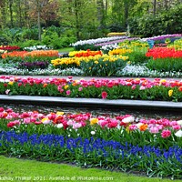 Buy canvas prints of The ornamental flower Garden in Keukenhof Netherlands Europe. by PhotOvation-Akshay Thaker
