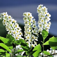 Buy canvas prints of Springtime blossom of white flowers by PhotOvation-Akshay Thaker