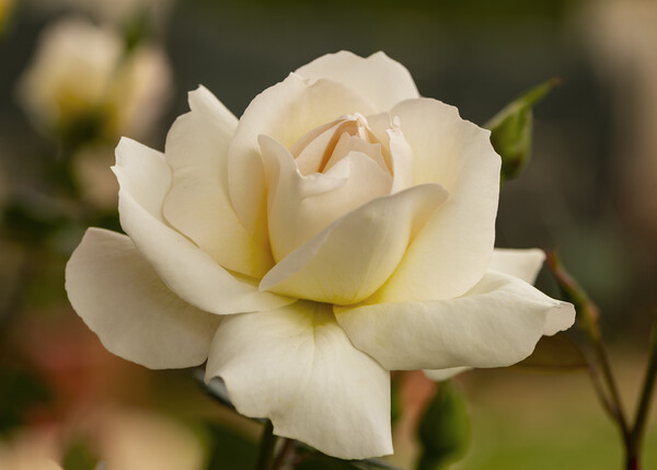 A nice big white rose in the garden Picture Board by Vicen Photo