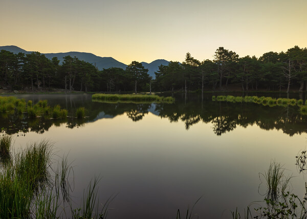 Calm sunrise in the bassa d´oles of the Aran Valley Picture Board by Vicen Photo