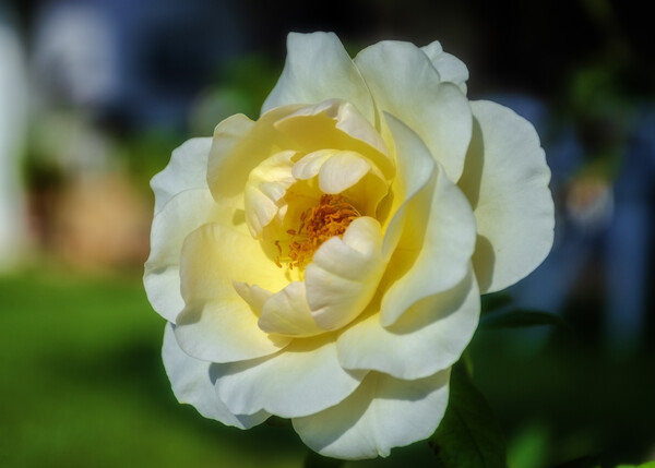 Beautiful white rose in the garden Picture Board by Vicen Photo