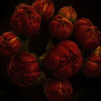 Buy canvas prints of The exotic flower of the Kalanchoe with black background by Vicen Photo
