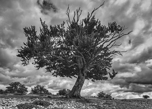Photography with a dying tree in black and white Picture Board by Vicen Photo
