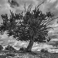 Buy canvas prints of Photography with a dying tree in black and white by Vicen Photo