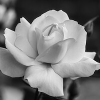 Buy canvas prints of A nice white rose in the garden in black and white by Vicen Photo