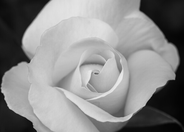 Petals of a large white rose with black background Picture Board by Vicen Photo