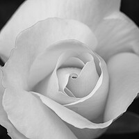 Buy canvas prints of Petals of a large white rose with black background by Vicen Photo
