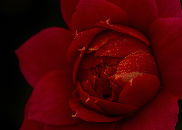 Macro photography of the red flower of the Kalanchoe Picture Board by Vicen Photo