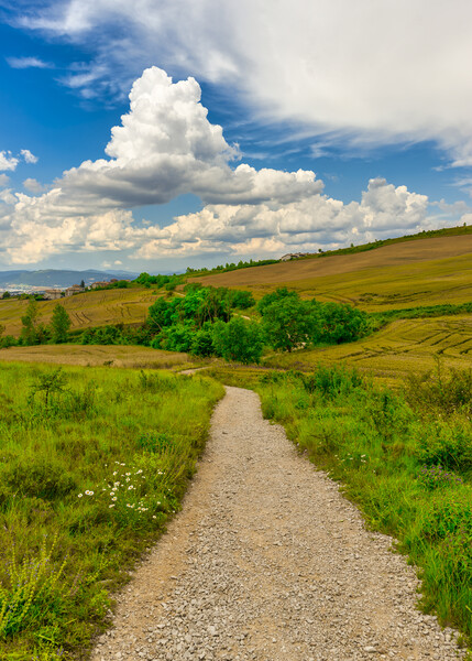 Photography with a colorful landscape on the Camino de Santiago de Navarra Picture Board by Vicen Photo