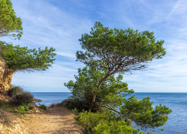 Photography with a path along the Mediterranean Sea in Atmella de Mar Picture Board by Vicen Photo