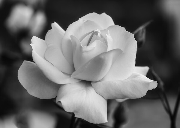 A nice white rose in the garden in black and white Picture Board by Vicen Photo