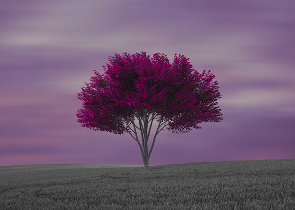 A lone purple tree in the field Picture Board by Vicen Photo