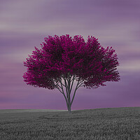 Buy canvas prints of A lone purple tree in the field by Vicen Photo