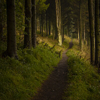 Buy canvas prints of Forest walk by Ken le Grice