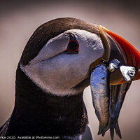 Buy canvas prints of Hungry Puffin by Ken le Grice