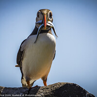 Buy canvas prints of Inquisitve Puffin by Ken le Grice