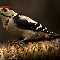 Buy canvas prints of Juvenile Great Spotted Woodpecker by Ken le Grice