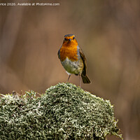 Buy canvas prints of Christmas Robin by Ken le Grice