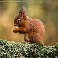Buy canvas prints of Red Squirrel foraging for food by Ken le Grice