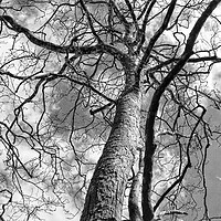 Buy canvas prints of Looking up a Tree by  