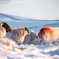 Buy canvas prints of Sheep adding a bit of colour to the landscape  by Christopher Shoults