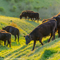 Buy canvas prints of Herd of cows grazing on the South Downs by Geoff Smith
