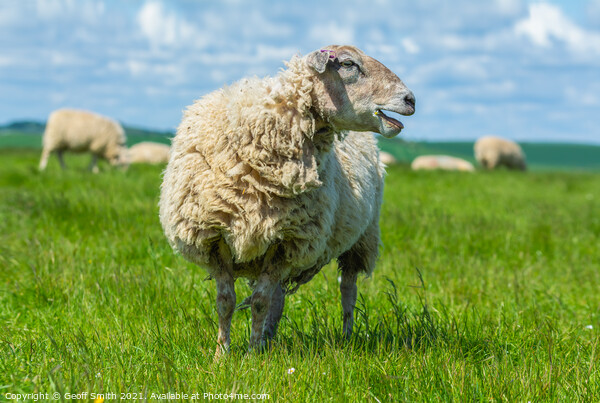 Woolly sheep on the South Downs Picture Board by Geoff Smith