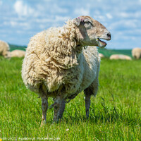 Buy canvas prints of Woolly sheep on the South Downs by Geoff Smith