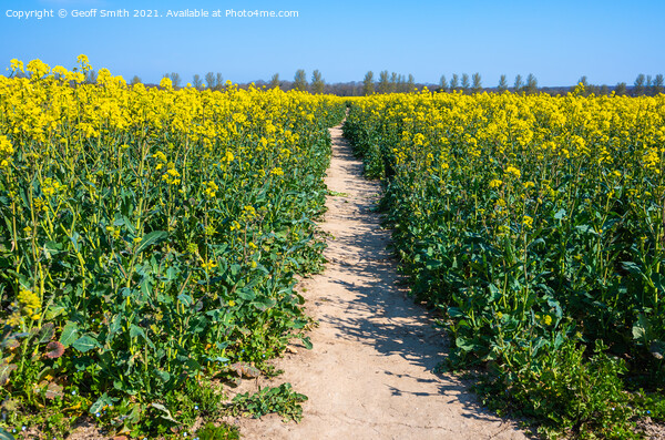 Path through Rapeseed Field Picture Board by Geoff Smith