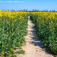 Buy canvas prints of Path through Rapeseed Field by Geoff Smith
