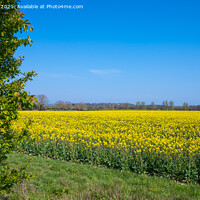 Buy canvas prints of Oilseed Rape Field in Spring by Geoff Smith