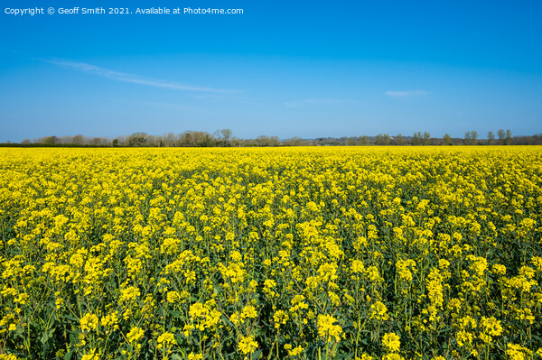 Rapeseed Field in Spring Picture Board by Geoff Smith