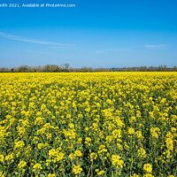 Buy canvas prints of Rapeseed Field in Spring by Geoff Smith