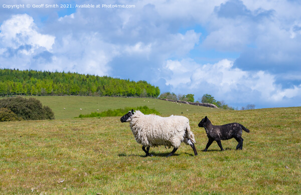 Sheep and lamb running in Spring Picture Board by Geoff Smith