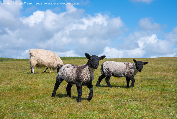 Pair of young Spring lambs Picture Board by Geoff Smith