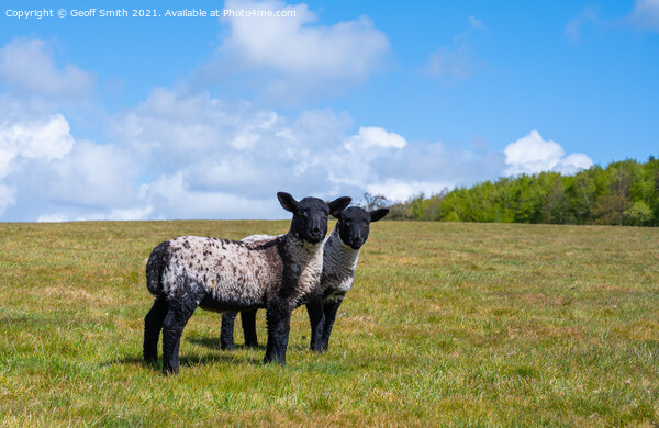Pair of Spring lambs in West Sussex Picture Board by Geoff Smith