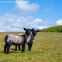 Buy canvas prints of Pair of Spring lambs in West Sussex by Geoff Smith