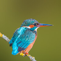Buy canvas prints of Kingfisher in Winter by Geoff Smith